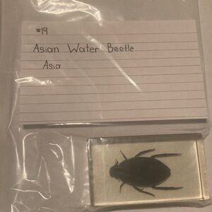 Asian water beetle